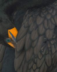 Close up of a Cormorant by Jack Nevitt 